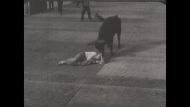 Londra Birleşik Krallık Haziran 1950 Cesur Bir Binicinin Heyecanlı Bir — Stok video