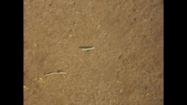 Rio de Janeiro, Brezilya 1976: 1970 'lerin Brezilya' sından kalma bu eski video klipte nesneleri taşıyan dev karıncaların büyüleyici dünyasına adım atın.