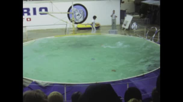西班牙马略卡岛 1977年6月 沉浸在1970年代迷人的海豚表演中 展示令人难以置信的表演和互动 — 图库视频影像