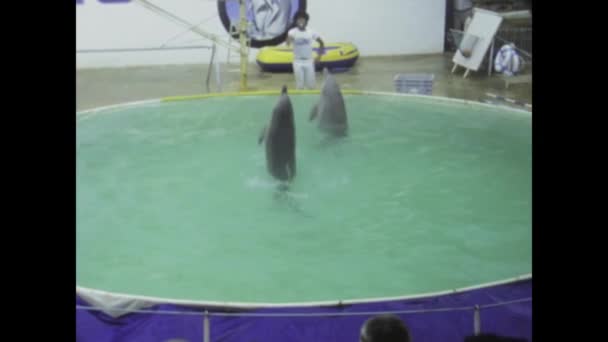 Мальорка Іспанія Джун 1977 Зануритися Виставку Дельфінів Яка Зачаровує 1970 — стокове відео