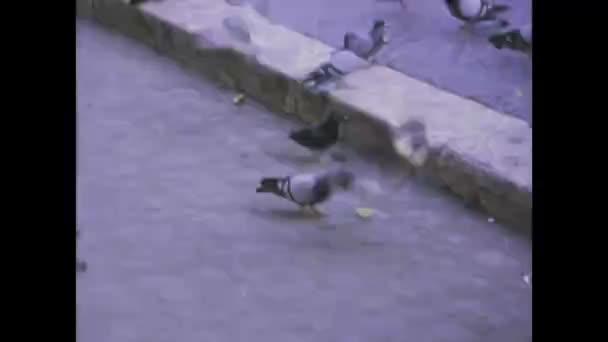意大利罗马可能是1975年 回到20世纪70年代的罗马 目睹鸽子在城市街道上享受面包屑的迷人景象 — 图库视频影像