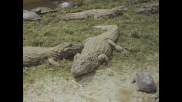 1976年 巴西里约热内卢 回到上世纪70年代 目睹鳄鱼在其自然栖息地的原始力量和美丽 — 图库视频影像