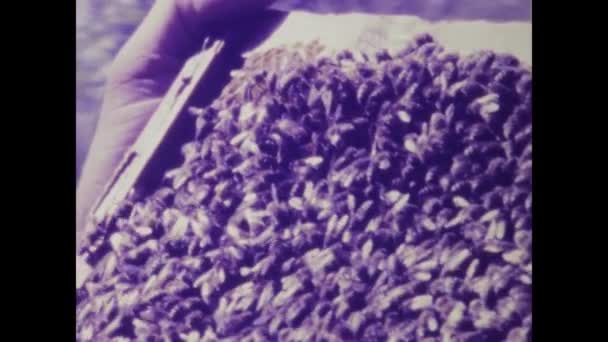 Bukurešť Rumunsko Může 1975 Ponořte Světa Včelařství Tímto Nostalgickým Videoklipem — Stock video