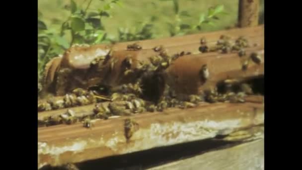1975年7月イタリア ファノ 70年代のビンテージ養蜂とミツバチの世界を紹介する懐かしいビデオクリップで時間を遡ります — ストック動画