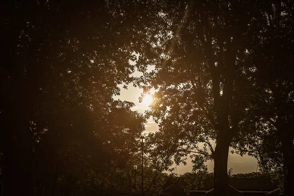 Cativante Pôr Sol Laranja Visto Através Silhueta Árvores Parque — Fotografia de Stock