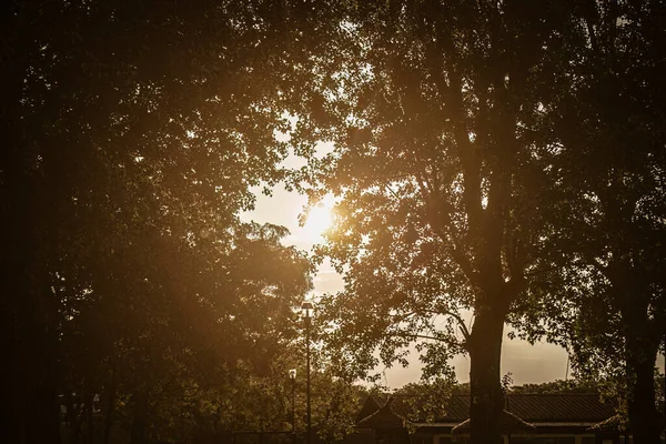 Cativante Pôr Sol Laranja Visto Através Silhueta Árvores Parque — Fotografia de Stock