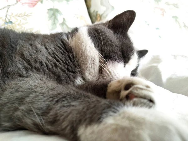 Nahaufnahme Die Das Entzückende Detail Der Pfote Einer Schlafenden Katze — Stockfoto