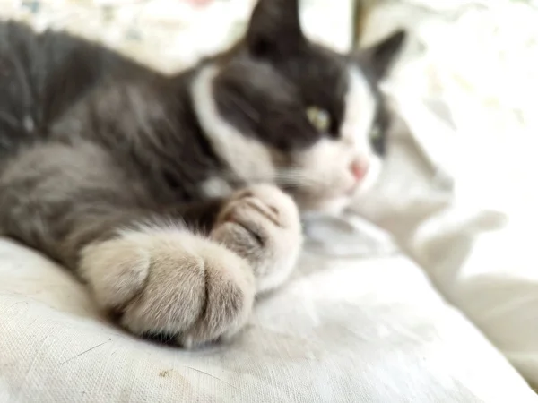 Close Shot Cat Paw Showcasing Intricate Details Fur — Stock Photo, Image