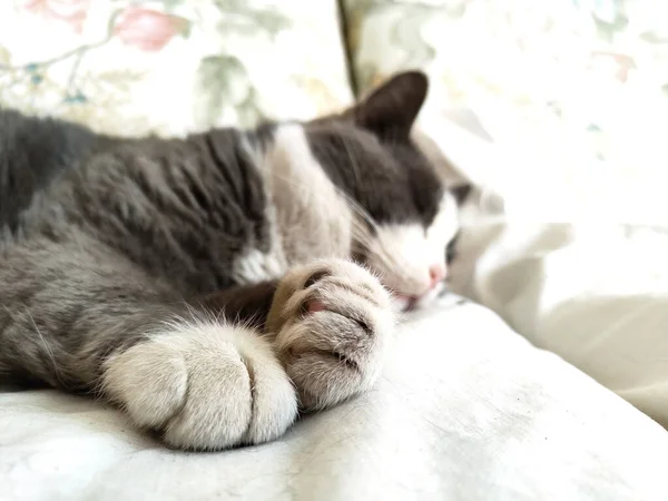 寝ている猫の足の愛らしいディテールを捉えたクローズアップ撮影 — ストック写真