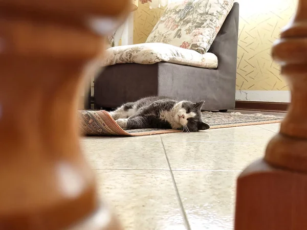 Een Comfortabele Huiselijke Grijze Kat Rustend Een Gezellige Woonkamer — Stockfoto