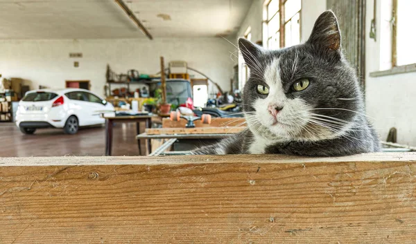 stock image A drowsy and bemused cat captured in the setting of a garage.