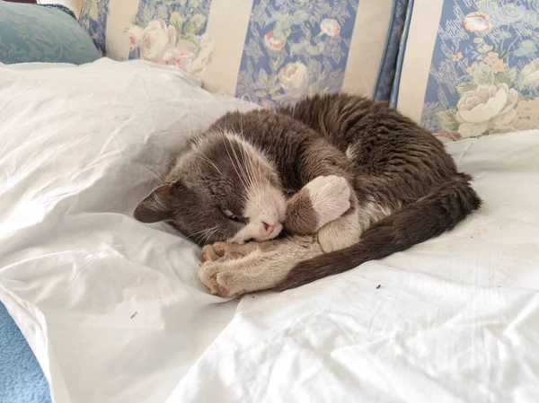Εγχώρια Γάτα Κοιμάται Ήσυχα Έναν Καναπέ Κουλουριασμένη Μια Μπάλα Από — Φωτογραφία Αρχείου
