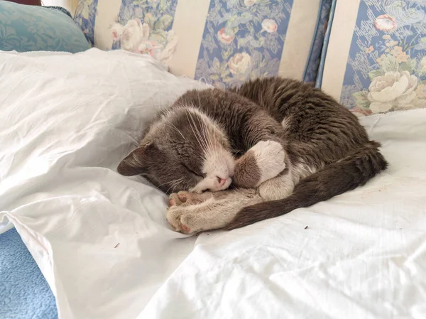 Gato Doméstico Dormindo Pacificamente Sofá Enrolado Com Uma Bola Fio — Fotografia de Stock