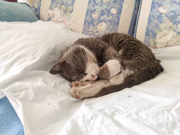 Hauskatze Schläft Friedlich Auf Einem Sofa Zusammengerollt Mit Einem Knäuel — Stockfoto