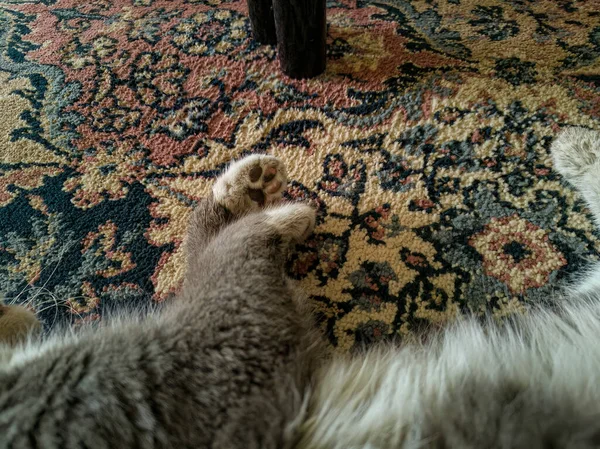 Nahaufnahme Von Hauskatzenpfoten Die Auf Einem Strukturierten Teppich Ruhen — Stockfoto