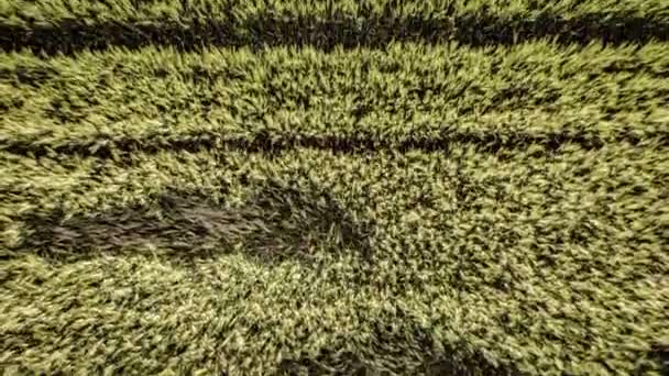 Zachyťte Fascinující Krásu Texturovaného Pšeničného Pole Při Západu Slunce Touto — Stock video