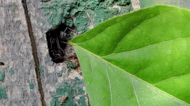 Εξερευνήστε Τον Συναρπαστικό Κόσμο Των Μυρμηγκιών Μέσα Από Αυτό Μακροσκοπικό — Αρχείο Βίντεο