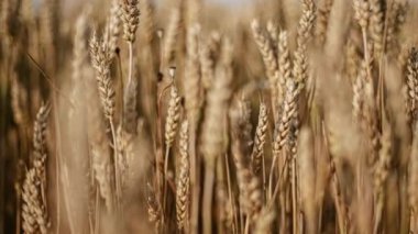 Makro detaylar olgun organik buğday kulağının doğal güzelliğini gösteriyor..