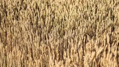 Makro detaylar olgun organik buğday kulağının doğal güzelliğini gösteriyor..