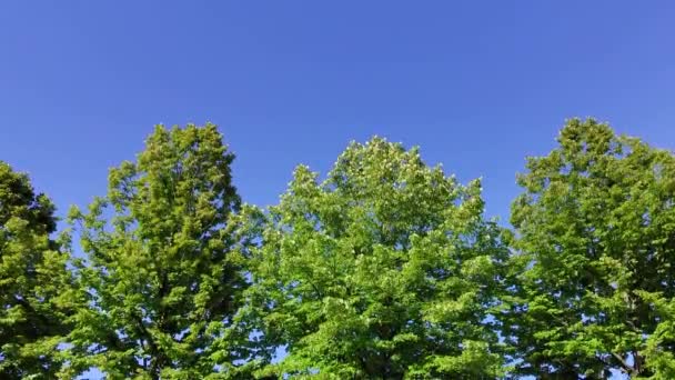 Γαλήνια Εικόνα Των Δέντρων Που Στέκονται Ψηλά Κάτω Από Έναν — Αρχείο Βίντεο