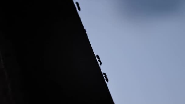 Faszinierende Silhouetten Ansicht Von Ameisen Die Bergauf Marschieren Und Widerstandskraft — Stockvideo