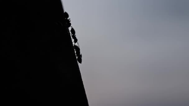 Faszinierende Silhouetten Ansicht Von Ameisen Die Bergauf Marschieren Und Widerstandskraft — Stockvideo
