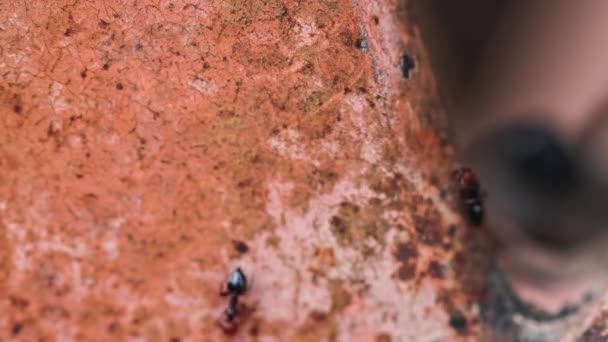 Büyüleyici Makro Çekim Mart Gösteriş Yapan Karıncalar Toplumu Gücü Sembolize — Stok video