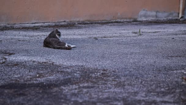Adegan Tenang Seekor Kucing Liar Beristirahat Dari Eksplorasi Sehari Hari — Stok Video