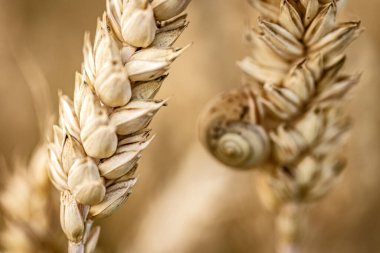 Macro, küçük bir salyangozun kırsal bir alanda çiviye yapışmış detaylarını yakalıyordu..