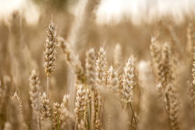 Tarlada gelişen olgun organik arpa dikenlerinin büyüleyici bir görüntüsü..