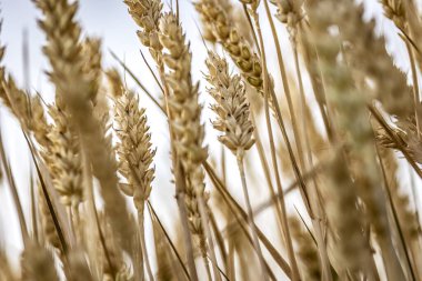 Tarlada gelişen olgun organik arpa dikenlerinin büyüleyici bir görüntüsü..