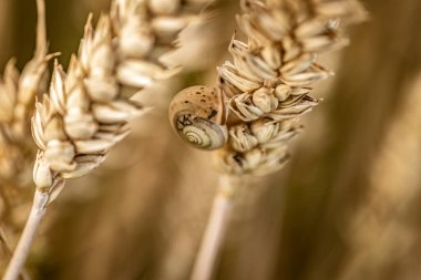 Macro, küçük bir salyangozun kırsal bir alanda çiviye yapışmış detaylarını yakalıyordu..