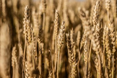 Büyüleyici bir makro fotoğraf bir yaz tarlasında olgun bir arpa çivisinin güzelliğini yakalıyor..