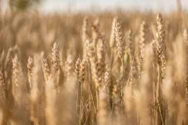 Büyüleyici bir makro fotoğraf olgun bir buğdayın güzelliğini bir yaz tarlasında yakalıyor..