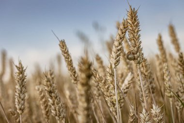 Olgun bir arpa çivisinin arka planında küçük bir salyangoz yakalayan bir makro çekim..