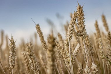 Olgun bir arpa çivisinin arka planında küçük bir salyangoz yakalayan bir makro çekim..