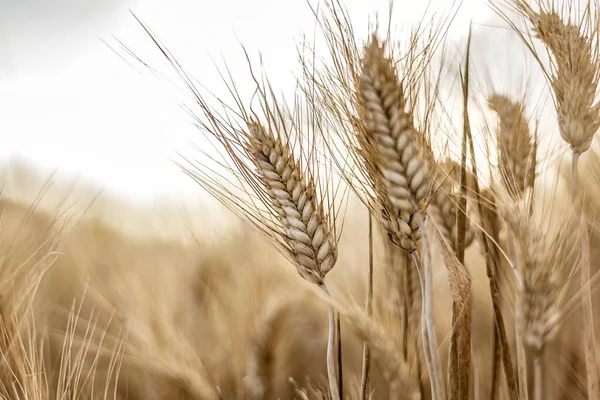 Close Image Capturing Details Mature Wheat Spikes Summer Sun — Stock Photo, Image