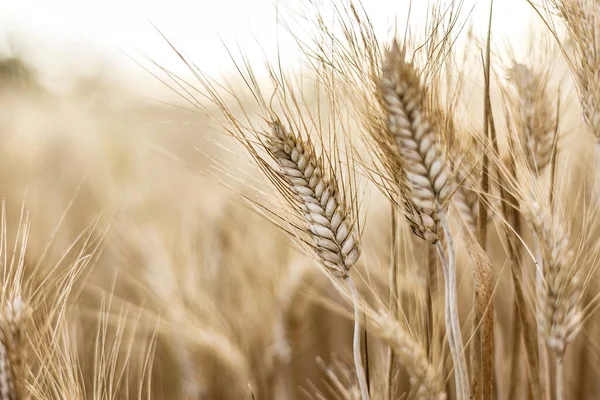 一张特写图片捕捉了夏日阳光下成熟小麦穗的细节 — 图库照片