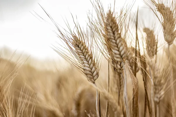 一张特写图片捕捉了夏日阳光下成熟小麦穗的细节 — 图库照片