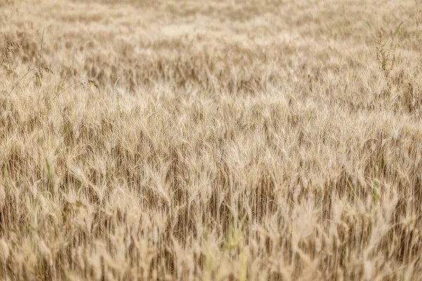 Захоплююче Зображення Текстури Зрілого Пшеничного Поля Обмитого Світанку Літа — стокове фото