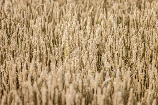 Захоплююче Зображення Текстури Зрілого Пшеничного Поля Обмитого Світанку Літа — стокове фото