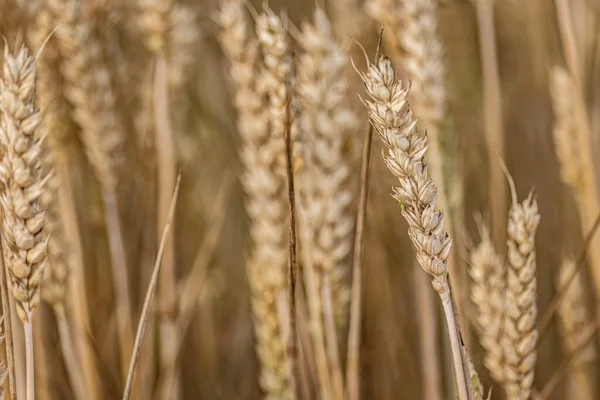 一个能唤起人回忆的宏观镜头 展示了一个自然生长的 有机成熟的小麦穗的复杂细节 — 图库照片