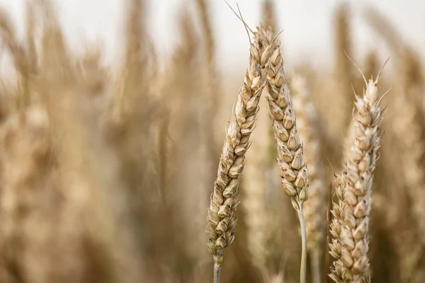 Макросхема Демонструє Складні Деталі Природно Вирощеного Органічного Зрілого Пшеничного Шипу — стокове фото