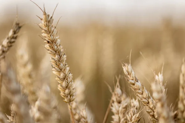 一个令人联想起的宏观镜头 揭示了一个自然生长的 有机成熟的大麦穗的复杂细节 — 图库照片