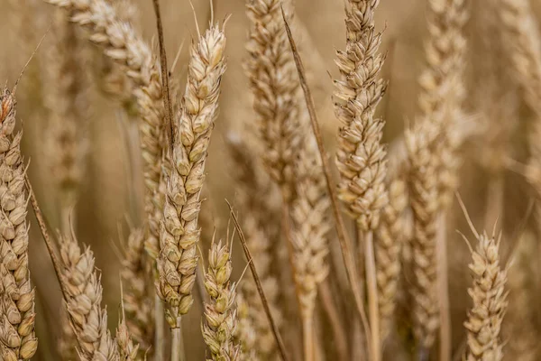 一个令人联想起的宏观镜头 揭示了一个自然生长的 有机成熟的大麦穗的复杂细节 — 图库照片