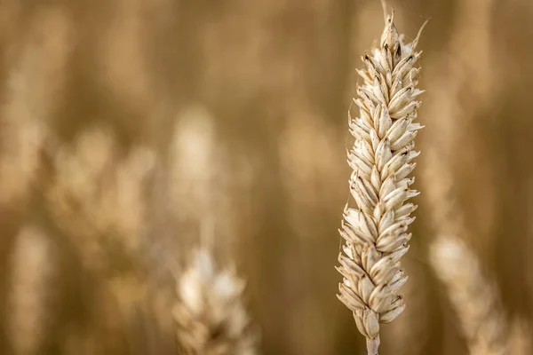 Detaljerad Bild Ekologiska Korn Spikar Odling Exemplifiera Hållbart Jordbruk — Stockfoto