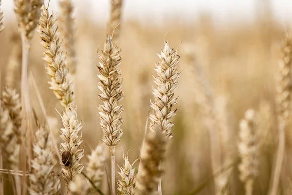 有机大麦种植激增的详细情况 可持续农业的例证 — 图库照片