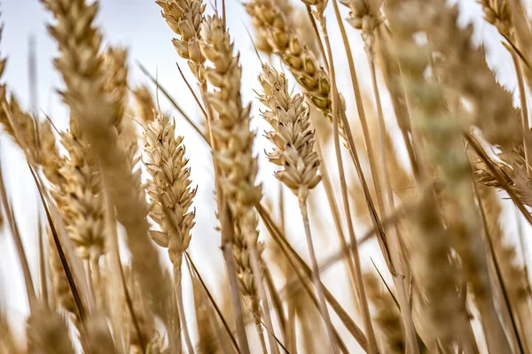 成熟的有机大麦穗在田里盛开的诱人景象 — 图库照片