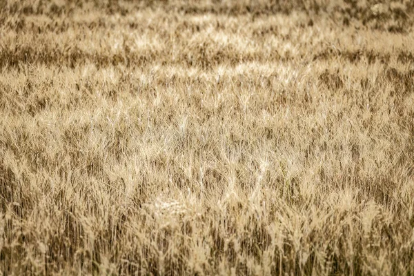 意大利一片欣欣向荣的有机麦田全景 — 图库照片