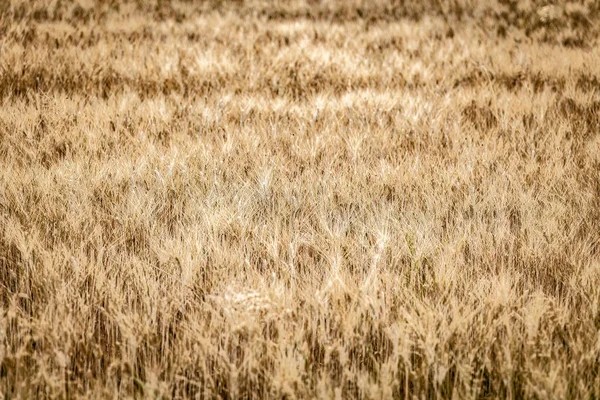 Talya Büyüyen Organik Buğday Tarlasının Panoramik Görüntüsü — Stok fotoğraf